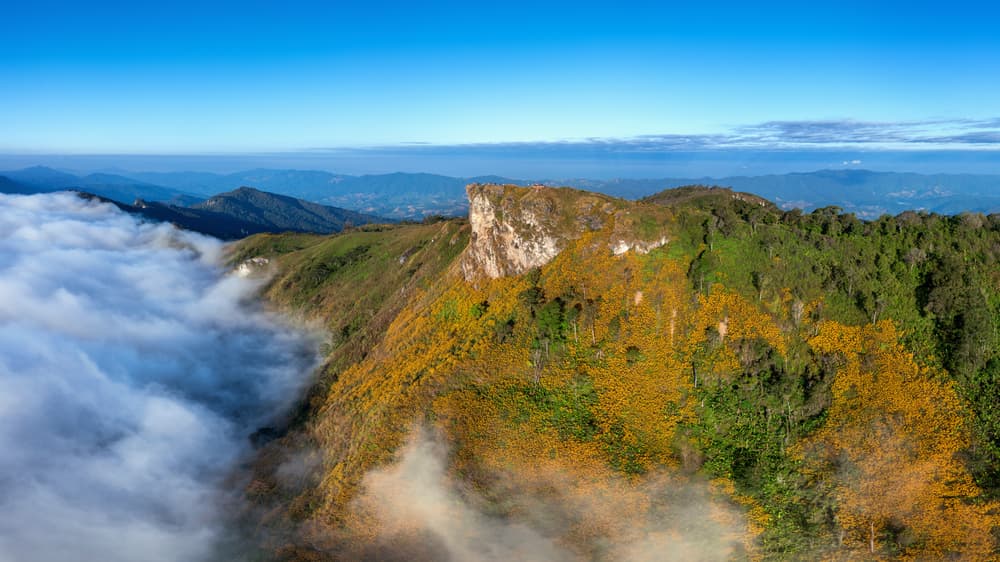 Phu Chi Fa Forest Park