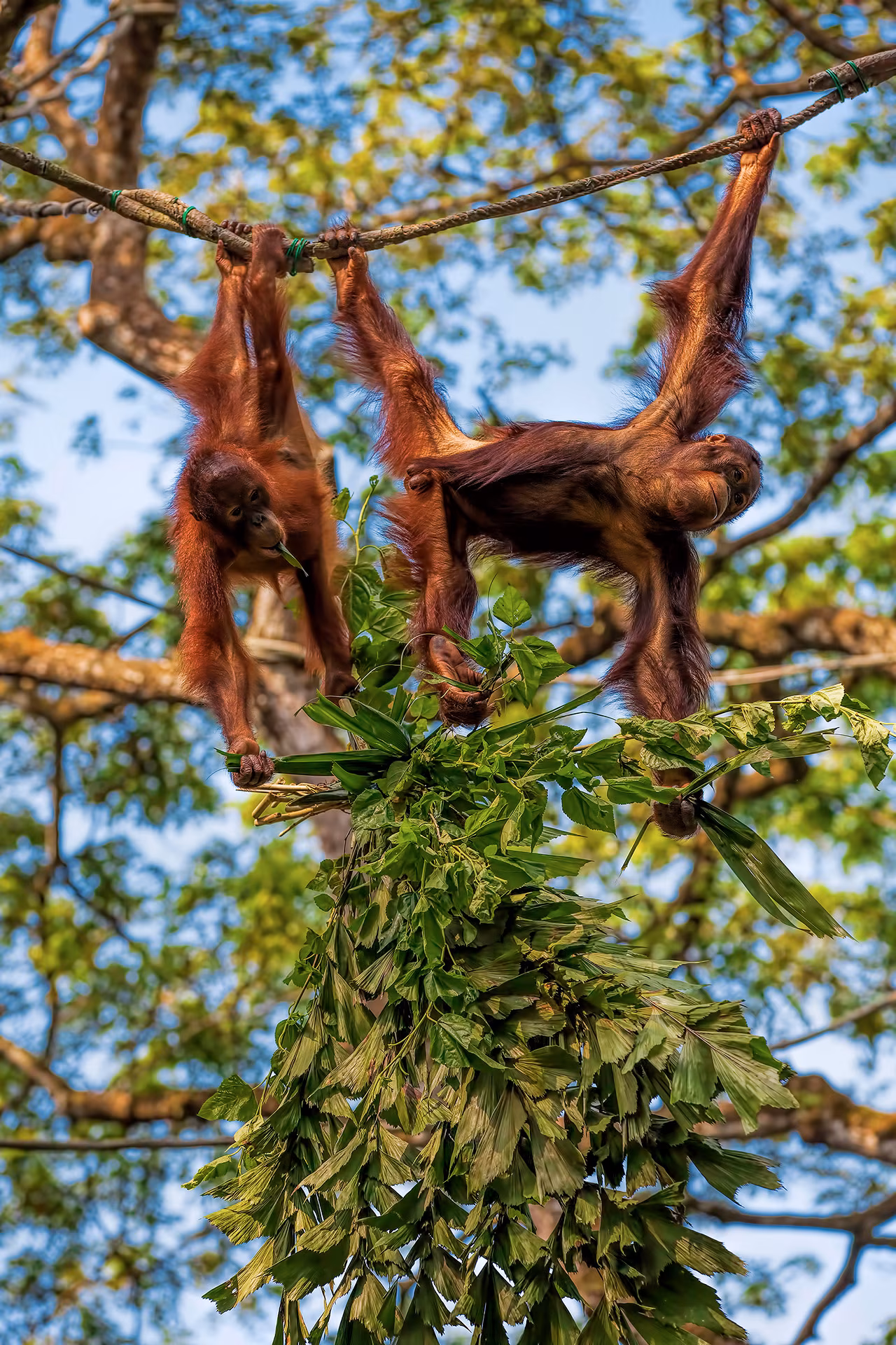 Bornéu: Os últimos orangotangos (em liberdade)
