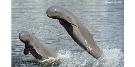Os golfinhos do Irrawaddy
