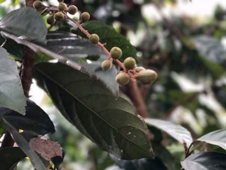As plantações de café de Mondulkiri